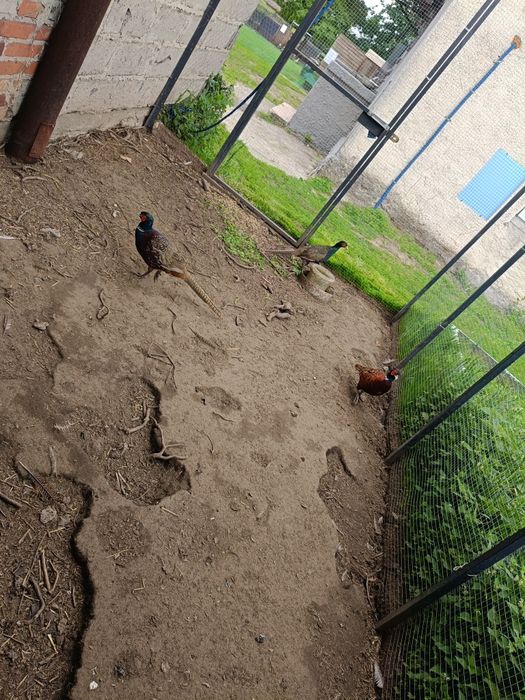 Bażanty polne łowne