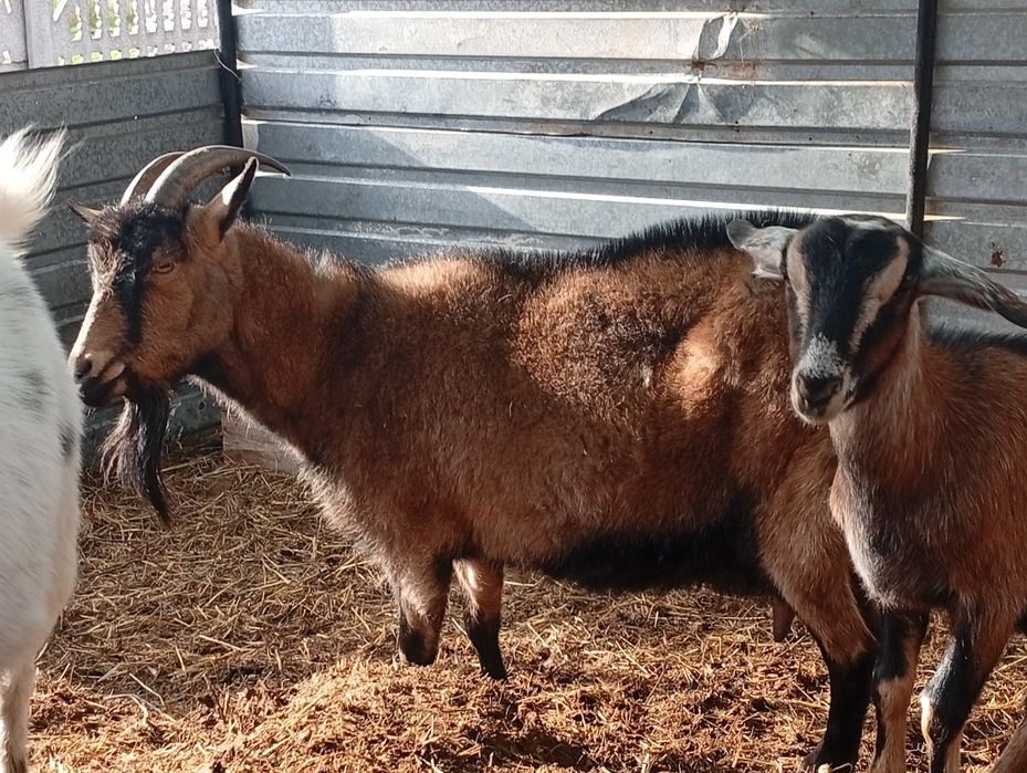 100% альпійська коза