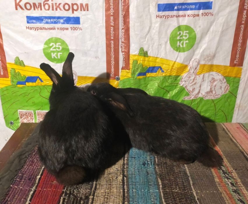 Кролі. Молоді самички німецького строкача