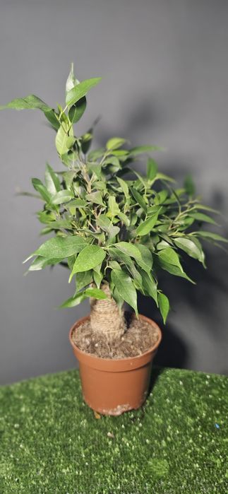 Продам араукарию ,фиалки ,лавровый лист,мини орхидеи, драцены,цикламен