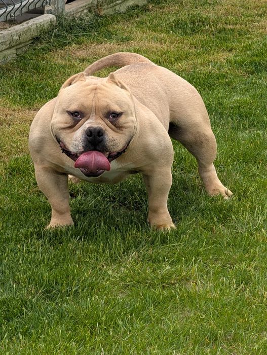 American bully POCKET
