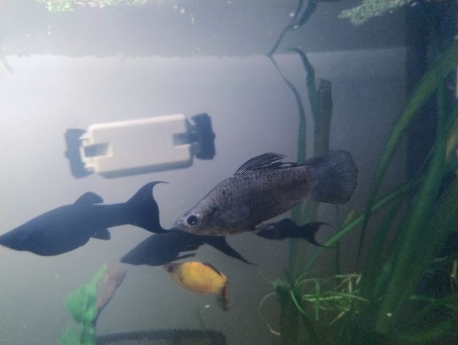 Zamienię szarą molinezje