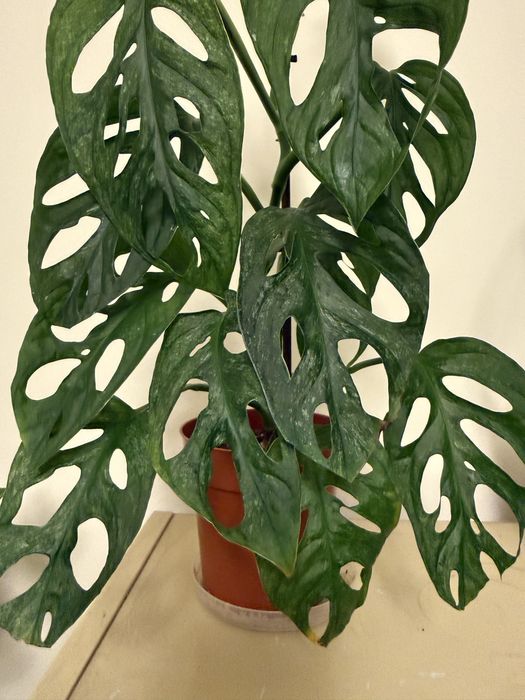 Promocja - Monstera NOID i inne monstery