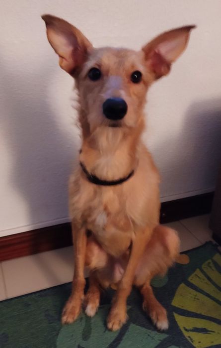 Alf, um Podengo Português para adopção responsável.