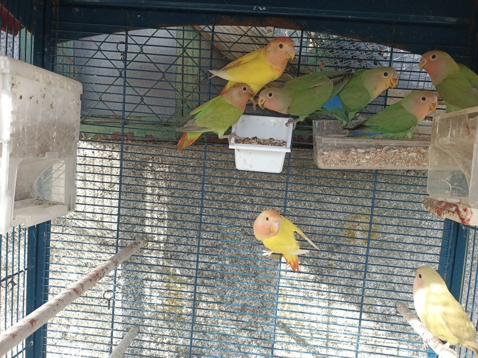 Agapornis vários tonalidades