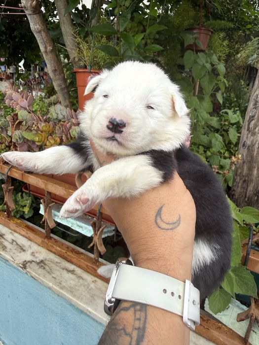 Excelente menino  border collie