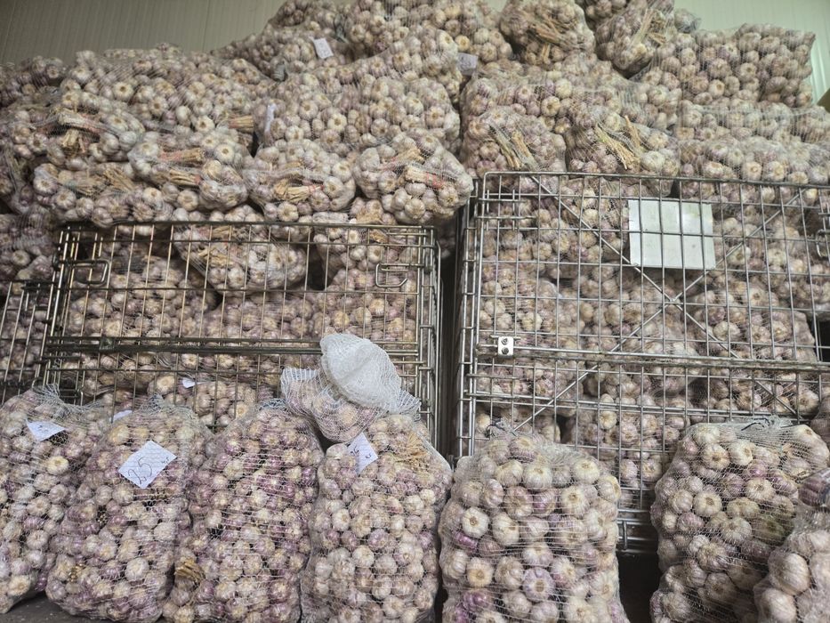 Czosnek polski do sadzenia HARNAŚ 5,5-6cm 100sztuk 

Cz