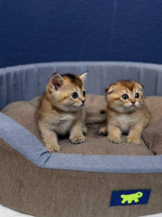 Шотландськи кошенята  золота шиншила пойнт,дівчатка,півтора місяці.