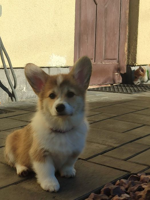 Цуценя Коргі дівчатка з довгим хвостиком, 35.000 грн