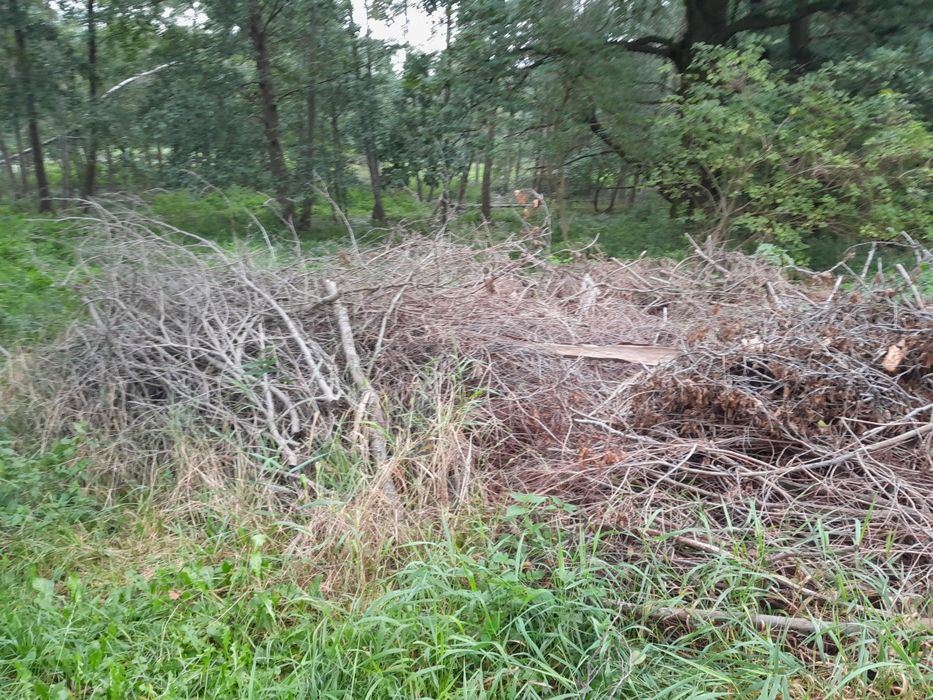 Olcha gałęzie z obcinki drzew oddam za posprzatanie