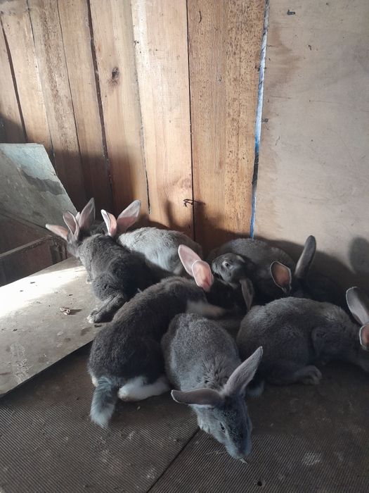 Продам кроликів живих на забій