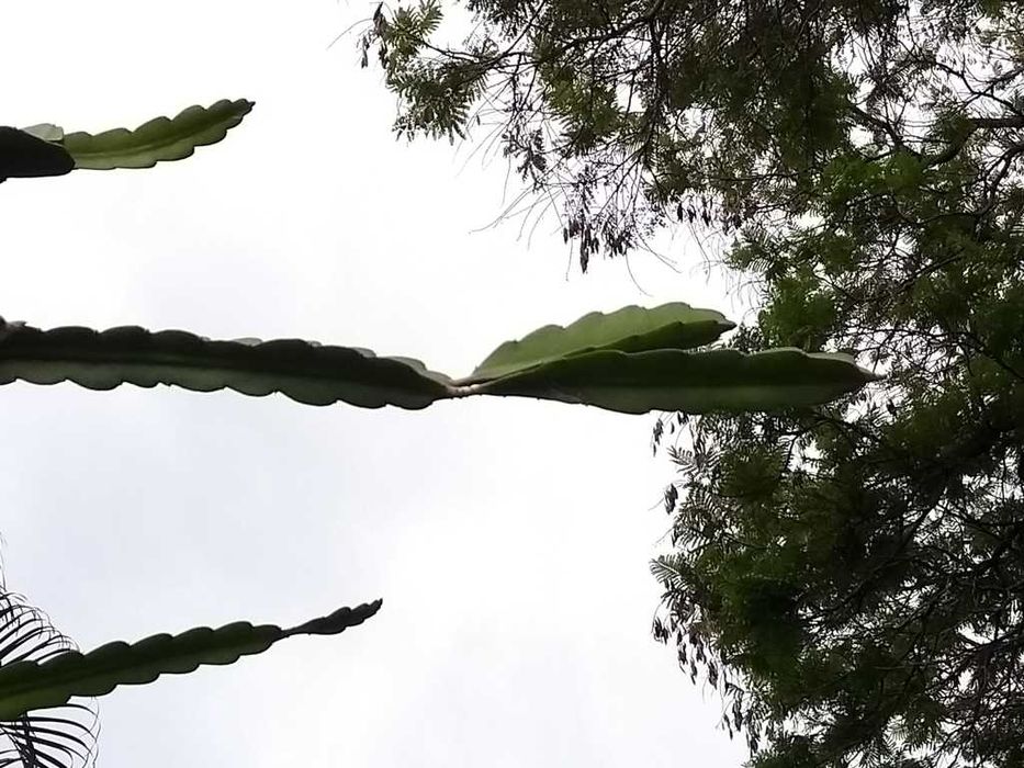 pitaja żółta (smoczy owoc) – Hylocereus megalanthus – 10 nasion