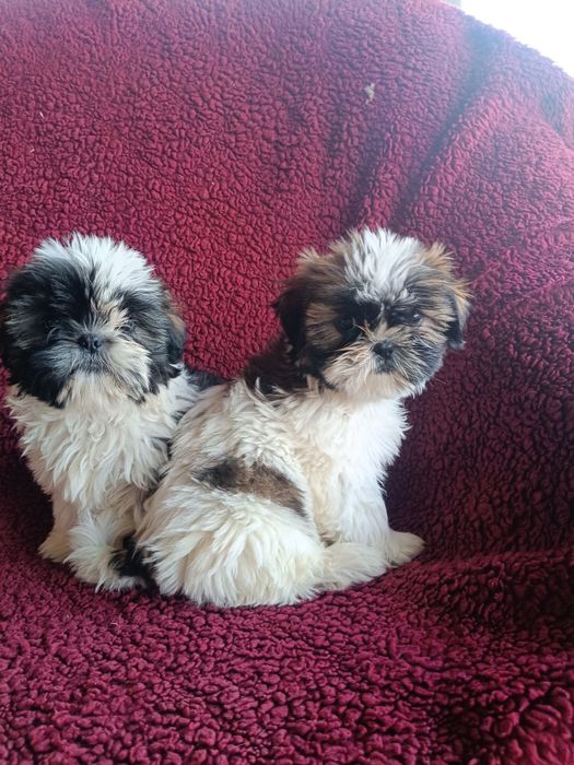 Shih tzu szczeniak suczka