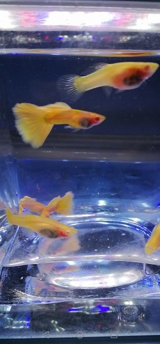 Gupiki Albino Yellow Taxi Glass Belly