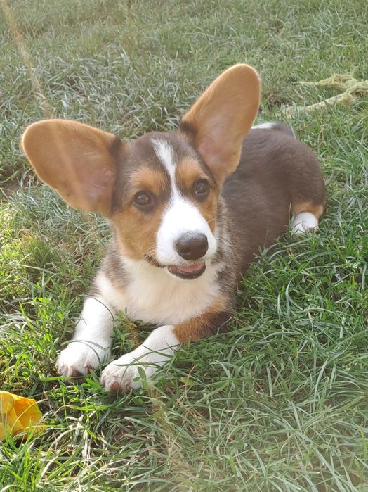 **DEBBIE* sunia Welsh Corgi Cardigan rodzice FCI gotowa do odbioru