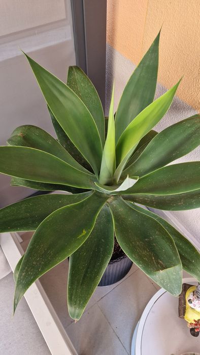 Planta Agave Dragão 20,30 e 40 cm