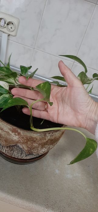 Сциндапсус золотистий