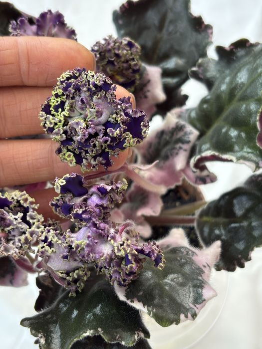 АКЦІЯ Сортові фіалки листочки