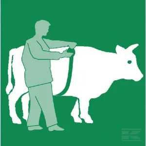 Miara zoometryczna dla bydła i świń