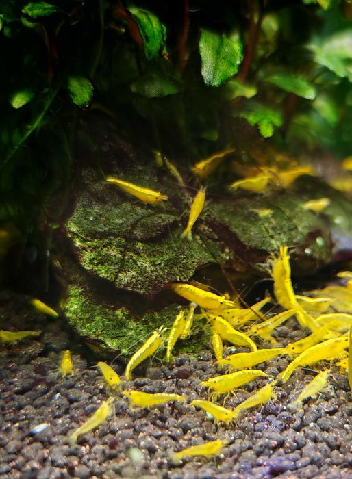 Krewetki Yellow Neon żółte Neocaridina