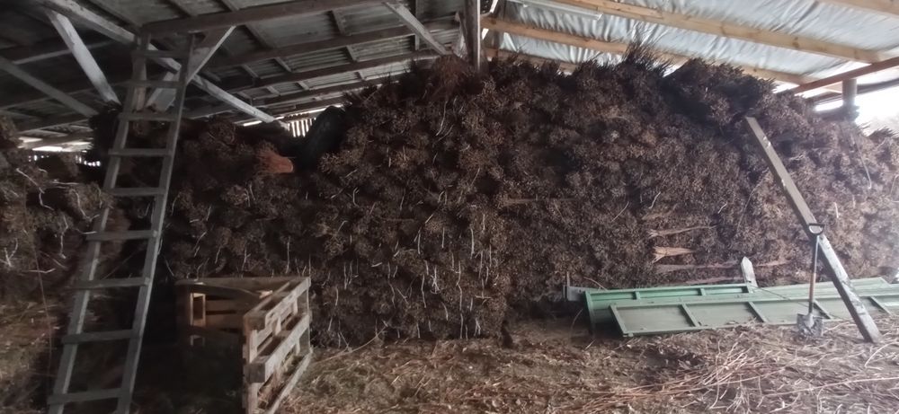 Wiklina sortowana sucha.