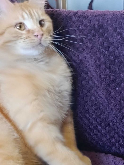 Лагідний молодий рудий котик на щастя)