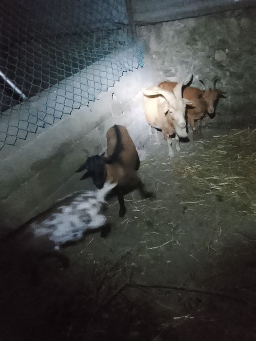 Vendo ou troco por cabras grandes