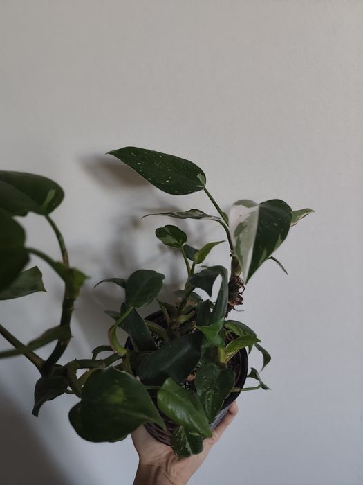 Philodendron  white princess variegata szczepki