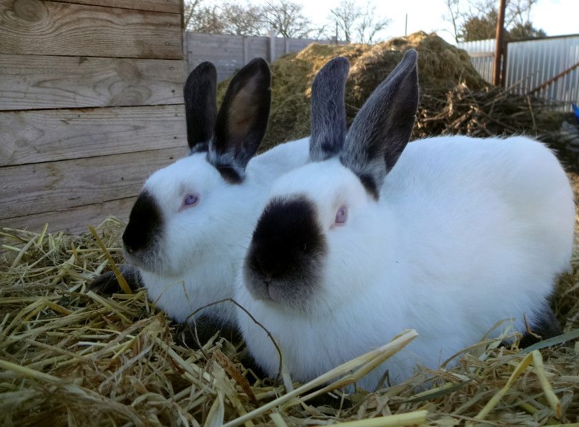 Молодняк каліфорнії