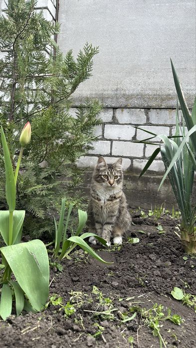Мейн-кун кошеня дівчата