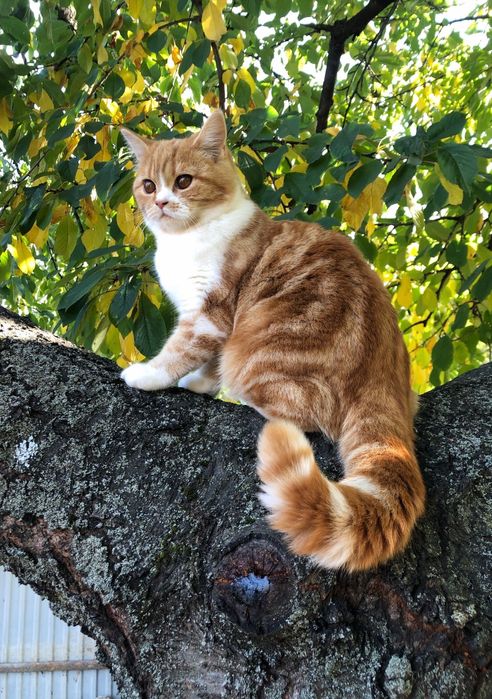 Шотландські червоні мармурові