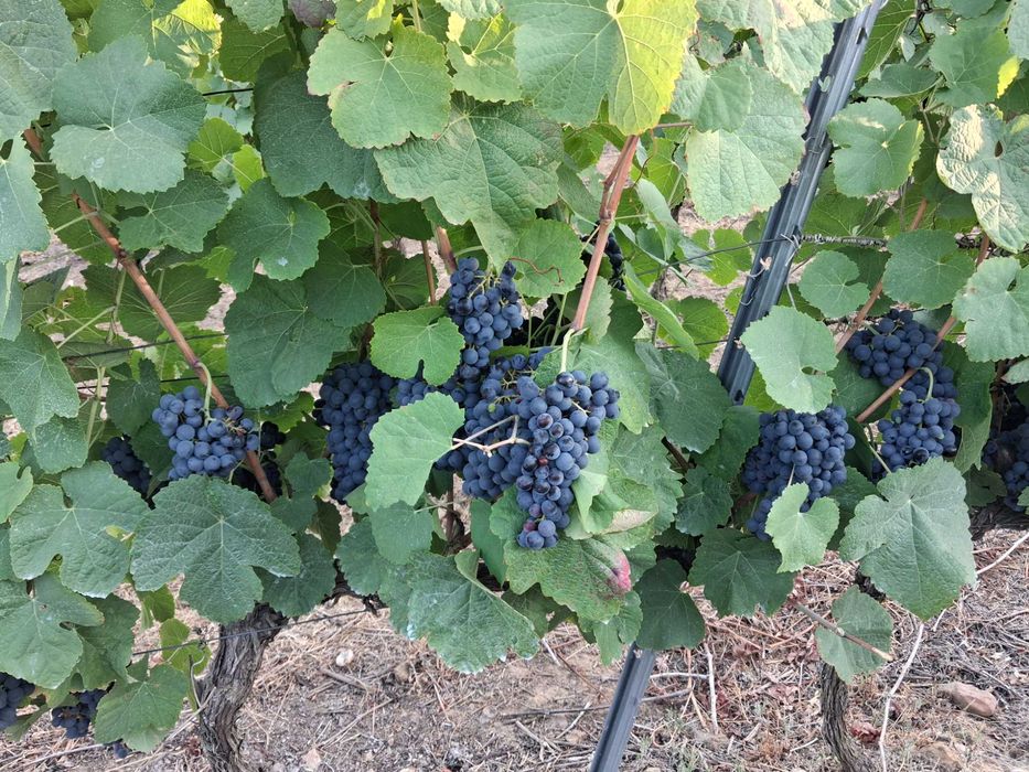 Vendo Uvas Tintas