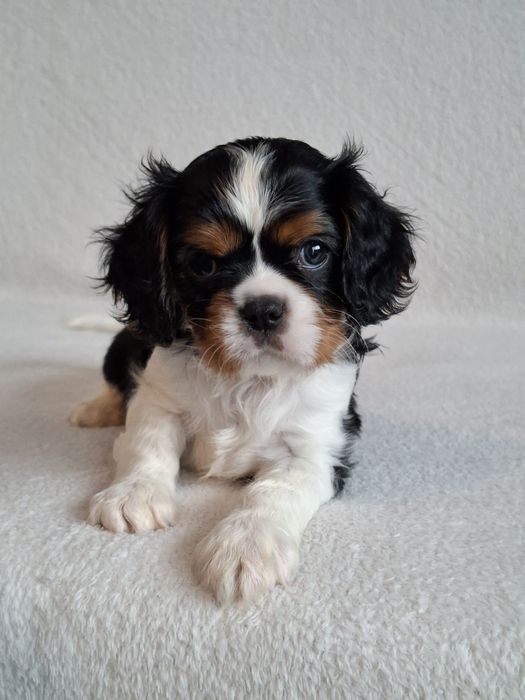 Cavalier słodka sunia