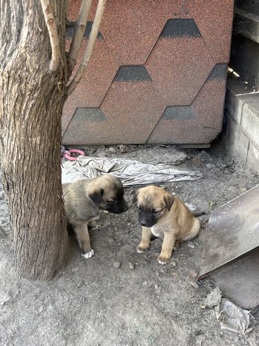 Цуценята дівчатка