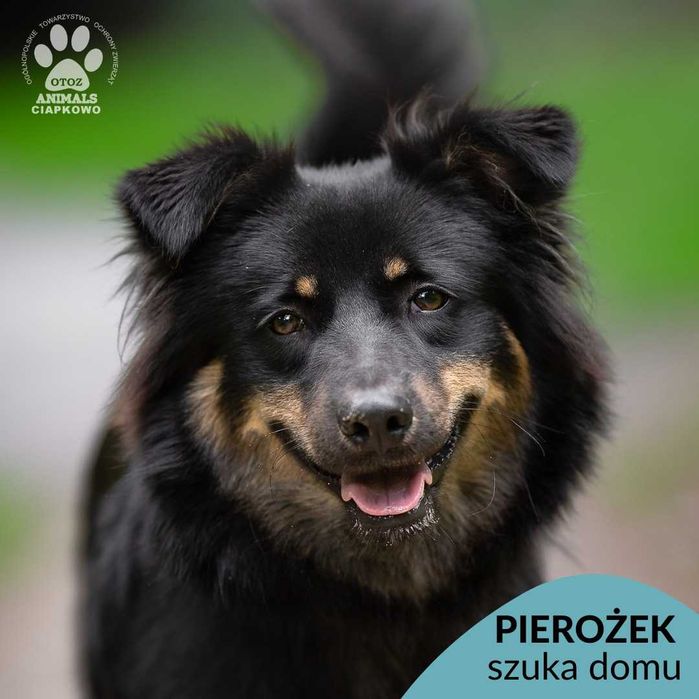 Pierożek czeka na kochający dom! OTOZ Animals Schronisko Ciapkowo