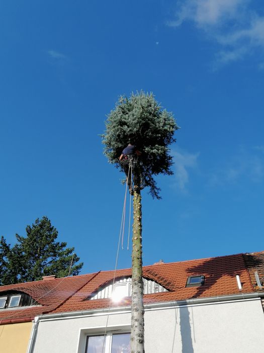 Arborysta, alpinistyczna wycinka i pielęgnacja drzew, zrębkowanie