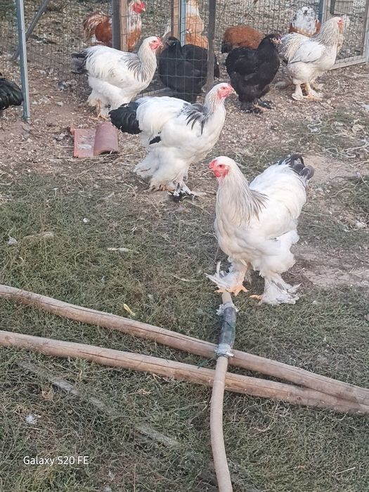 Galinhas e galos  Brahma