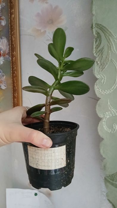 Вазон декоративний грошове дерево