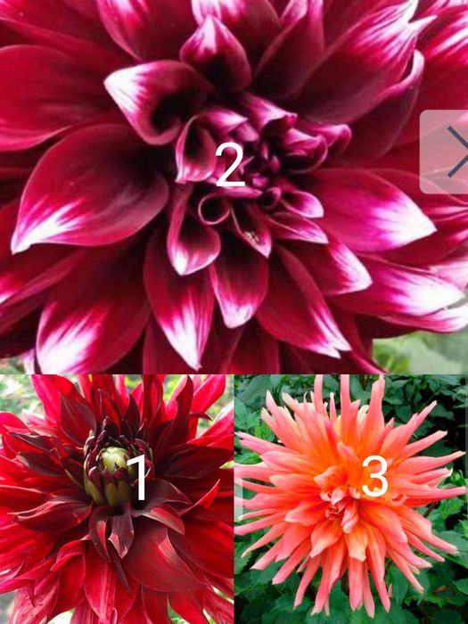 Продам жоржини квіти