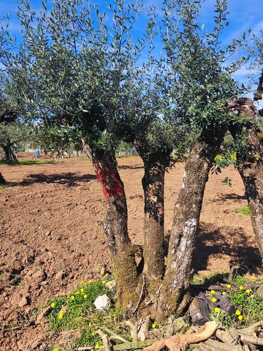 Oliveiras centenária