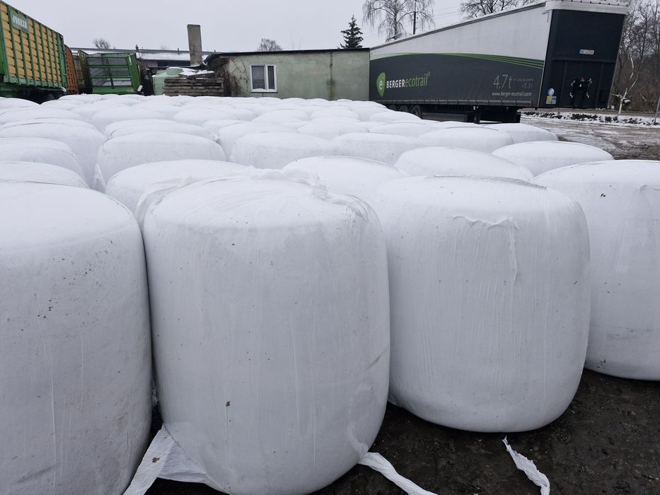 Ziarno mielone kukurydzy kukurydza ccm zakiszona