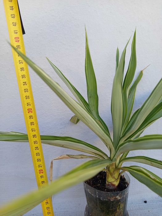 Planta yucca variegada.