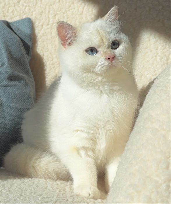 Золотий британський котик! Bri ny 12 33