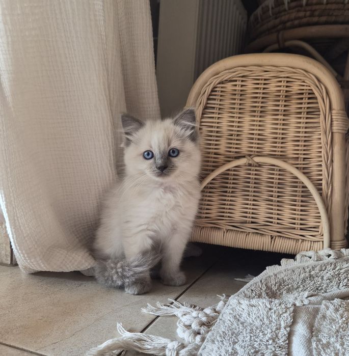 Ragdoll kocurek.     .