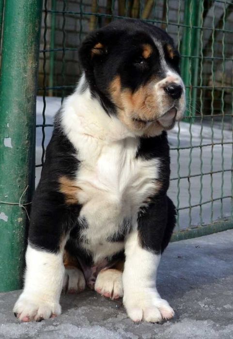 Великолепные щенки САО