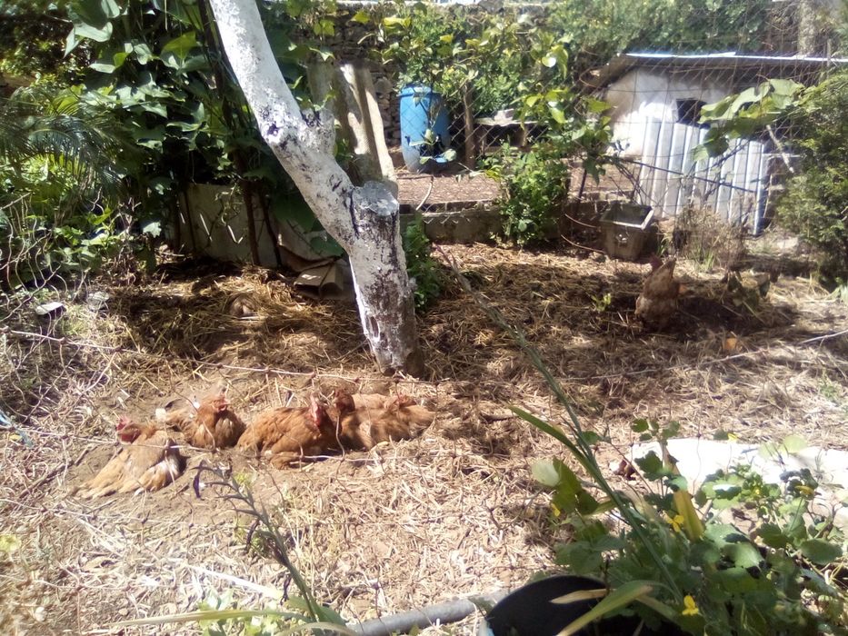 Ovos de galinha caseiro