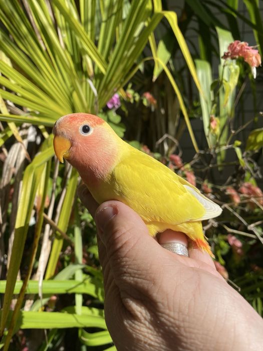 Agapornis domesticado