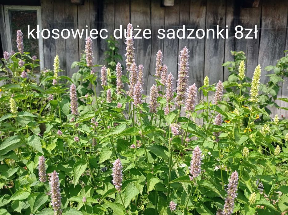 Sprzedam sadzonki kwiatów ogrodowych babcine niekłopotliwe tanio