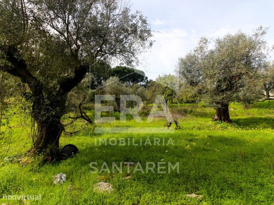 Terreno com cerca de 1 Hectare