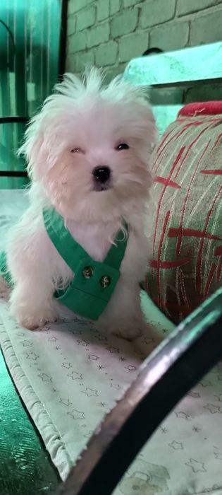 Мальчики мальтезе